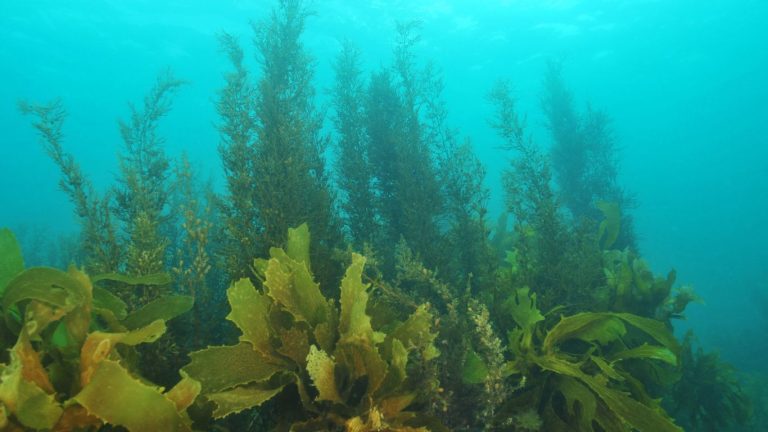 Seaweed forest blue carbon