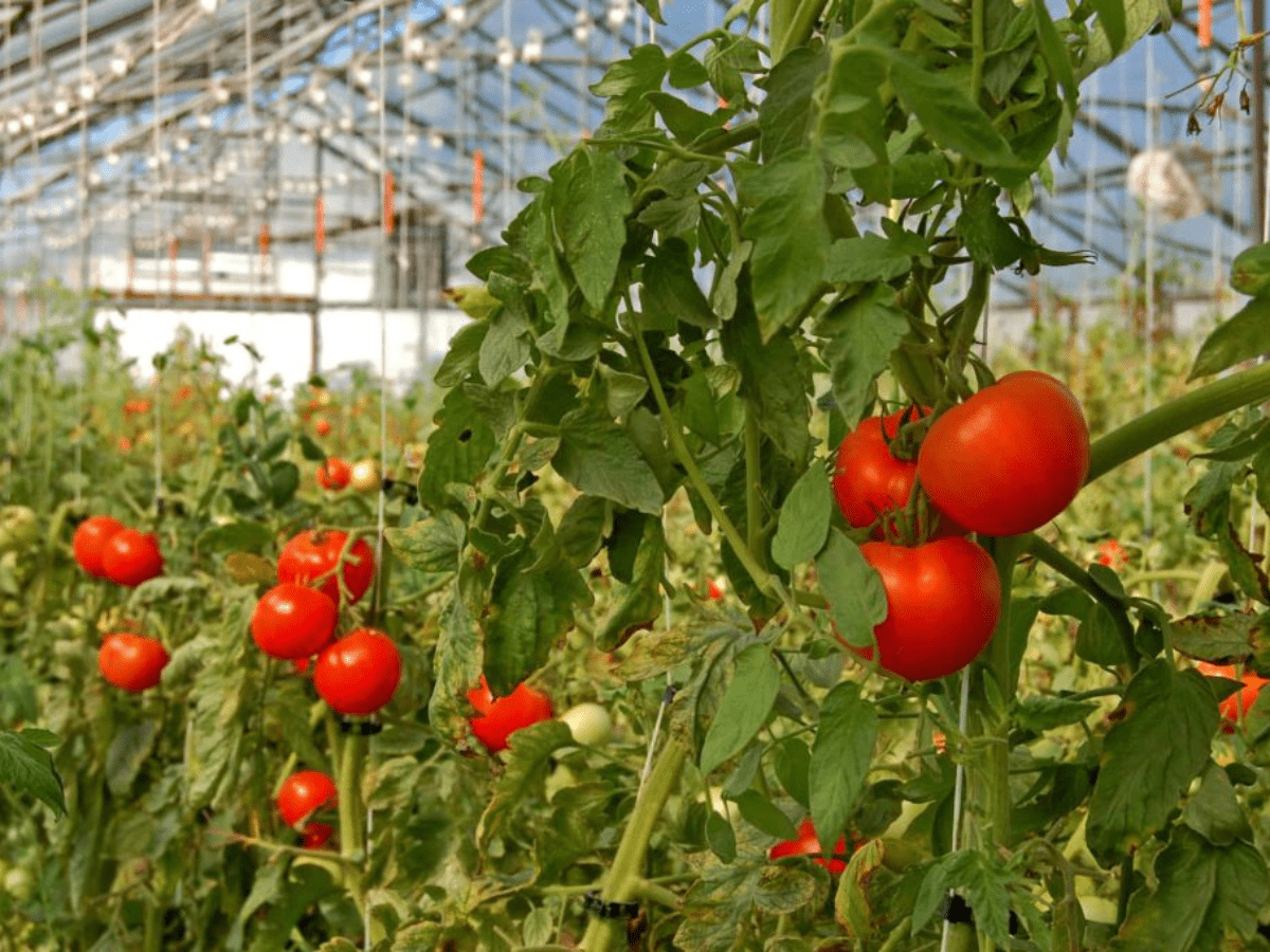 Aplenty